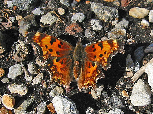 Hoary Comma